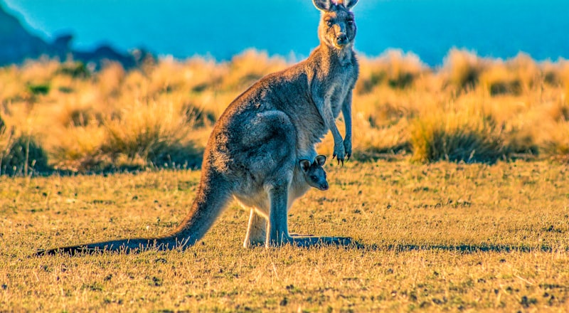 A kangaroo with a joey at Hunter Valley Wildlife Park